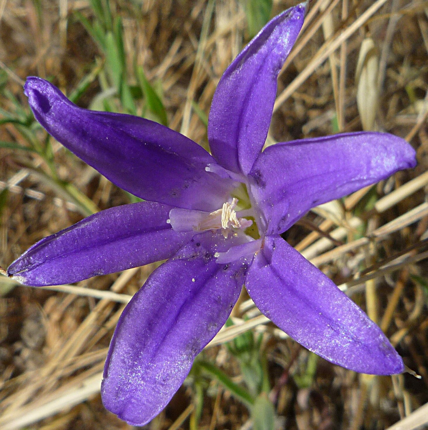 High Resolution Brodiaea jolonensis Flower